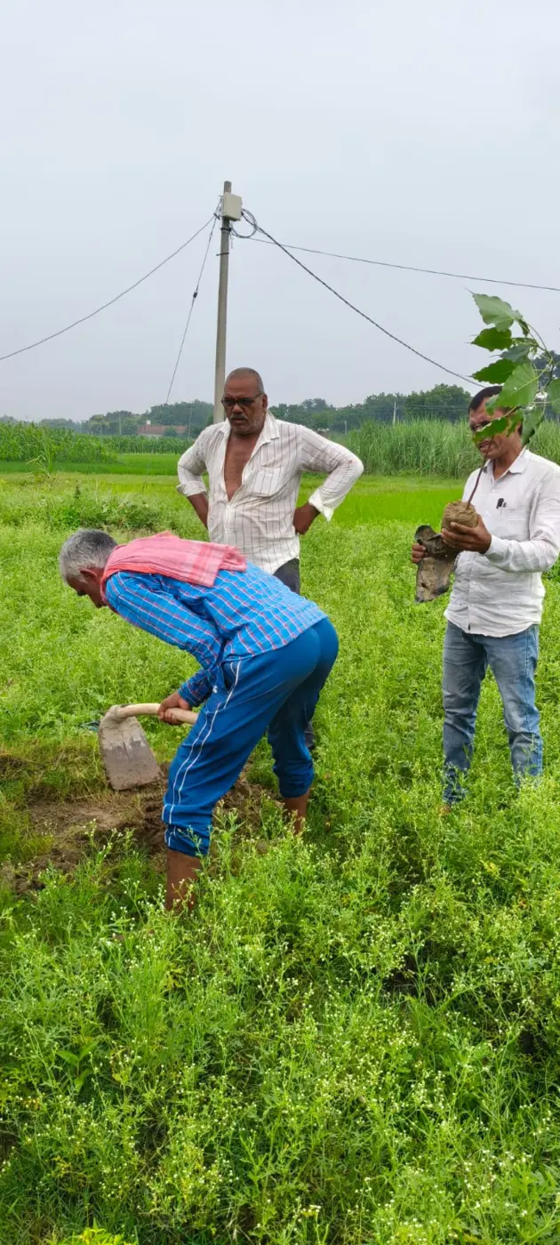 Tree plantation for environmental protection